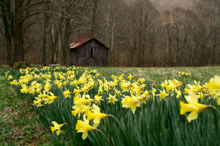 File:Field-yellow-spring-wild-flowers - West Virginia - ForestWander ... Is spring still best time buy or sell home