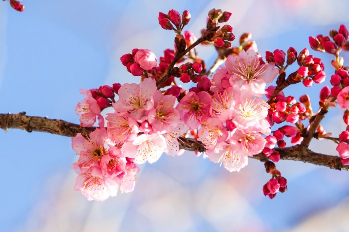 Cherry Flowery Spring Free Stock Photo - Public Domain Pictures Is spring still best time buy or sell home
