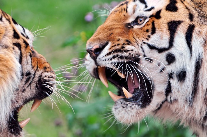 Tigers score wild pitch hold 1 0 victory over royals