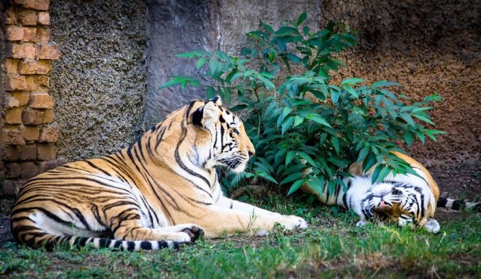 Tigers score wild pitch hold 1 0 victory over royals