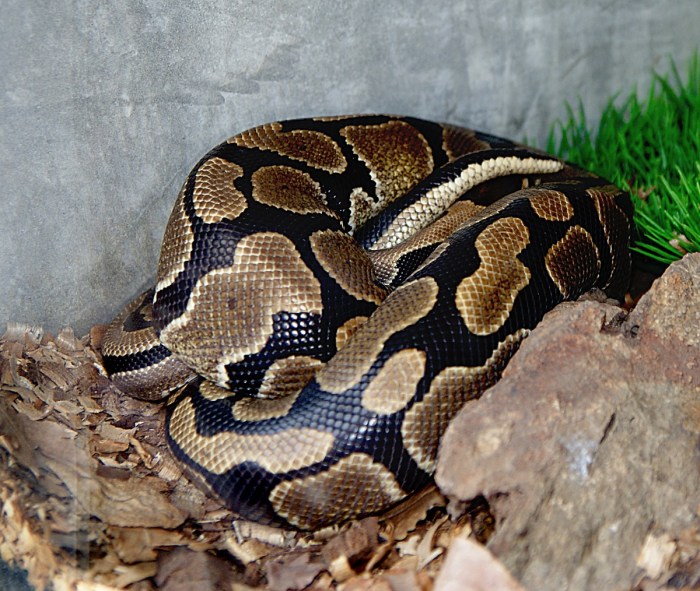 Free Images : wildlife, fauna, publicdomain, vertebrate, snakes ... Python huntress takes invasive snakes everglades