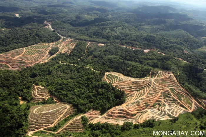 'REDD+ payments make forests more valuable standing than cut ... Deforestation colombia falls 33 first quarter