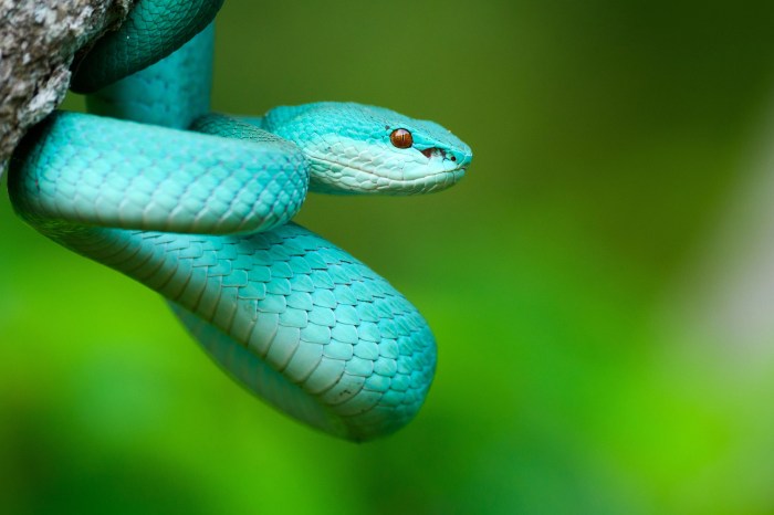 Eyelash Viper Venom Viper energy acquire sitio 41 billion deal