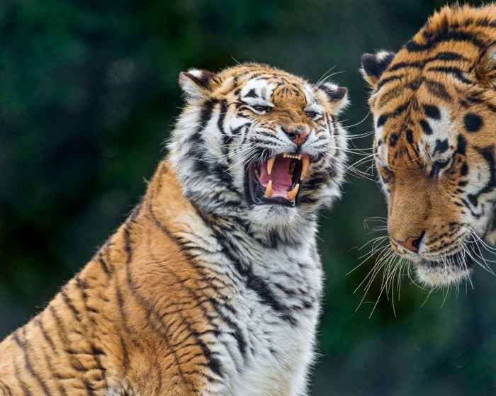 Tiger argument | The two tigers had a small argument. But do… | Flickr Tigers casey mize looks beat white sox first time