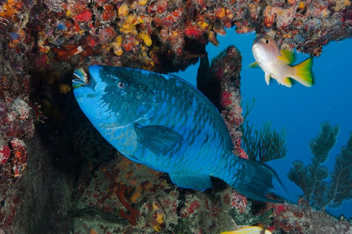 National Geographic Ocean Explorer Legend Sylvia Earle Success Quotes ... Sylvia earle ocean interview