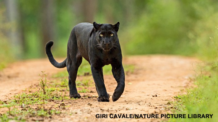 Black Panther - NWF | Ranger Rick Panthers even cup series with oilers brad marchands 2ot goal
