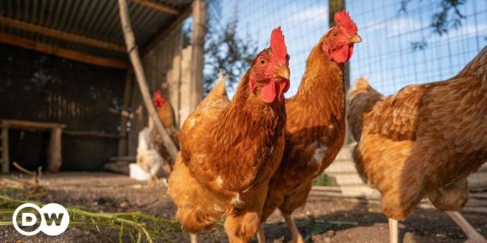 Bird flu new york live markets shut down