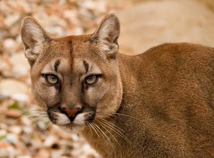Mammals - Mammals - Animal Encyclopedia Panthers c aleksander barkov repeats selke winner