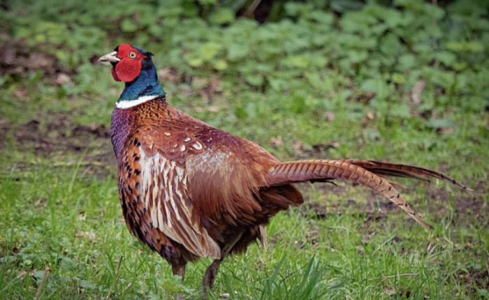 Bird flu new york live markets shut down