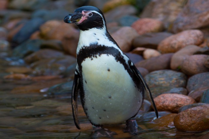 Penguins On Snow Background Art Free Stock Photo - Public Domain Pictures Penguins name dan muse new head coach