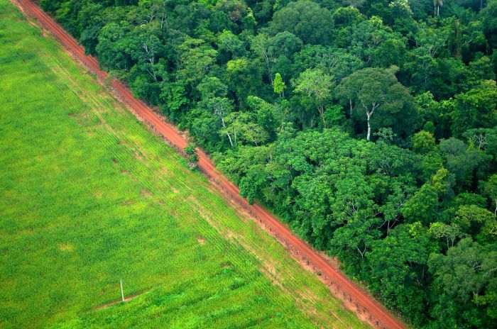 Old and new markets for compensation credits | Heinrich-Böll-Stiftung Deforestation colombia falls 33 first quarter