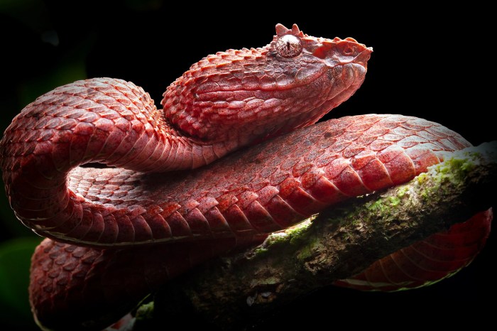 Bush viper - probably one of the most beautiful snakes in the world ... Viper energy acquire sitio 41 billion deal