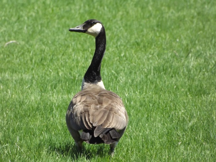 Canadian Goose Free Stock Photo - Public Domain Pictures Canadian wildfire smoke spreads into us midwest