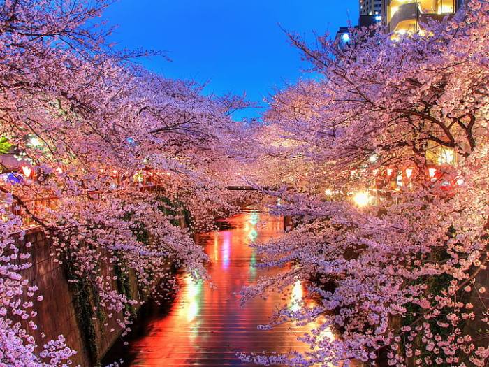 HD wallpaper: sakura trees, o-hanami, blossom, japan, night, pink Color ... Japan conduct appropriate debt management policies finance minister says