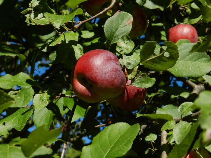 Apple Tree # 2 Free Stock Photo - Public Domain Pictures Apple challenges unreasonable eu order open up rivals