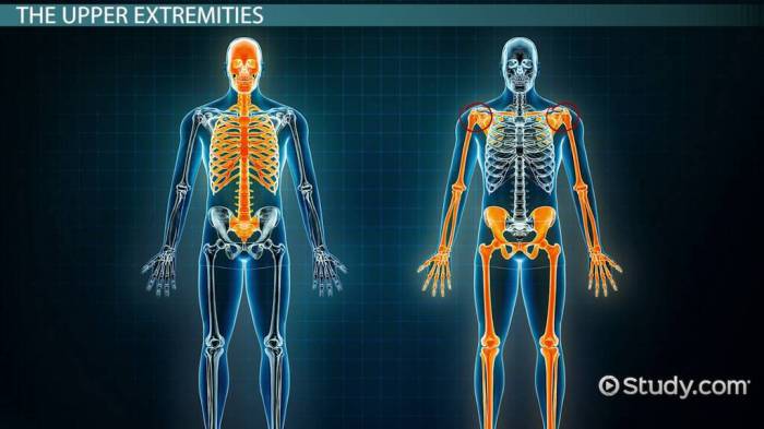 Principal Anatomical Regions of the Human Body - Lesson | Study.com Body hostage yair yaakov recovered gaza israeli media reports