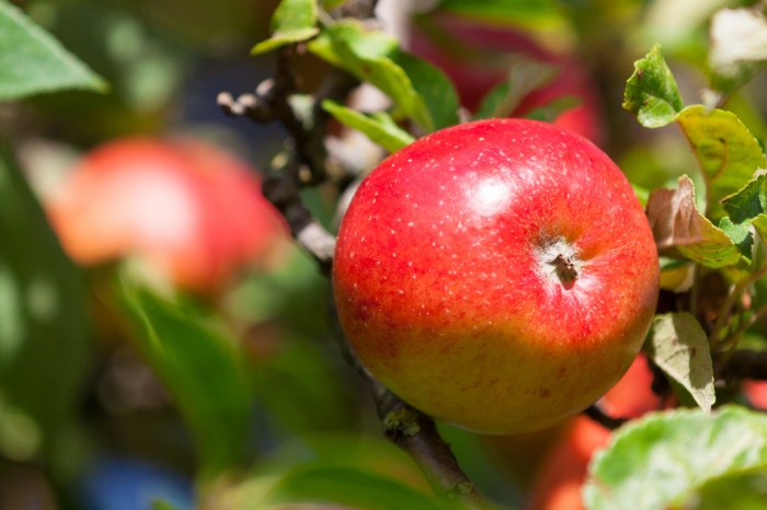 Ripening Red Apple Free Stock Photo - Public Domain Pictures Wwdc apple faces ai regulatory challenges it woos software developers