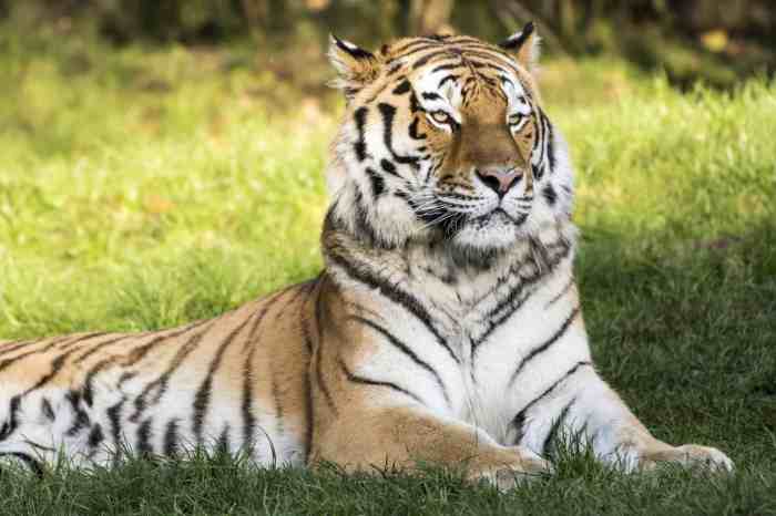 How Much Does Each Type of Tiger Weigh? - A-Z Animals Tigers down cubs matchup central division leaders