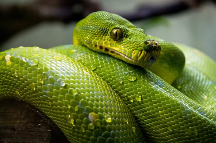 Snake Free Stock Photo - Public Domain Pictures Python huntress takes invasive snakes everglades