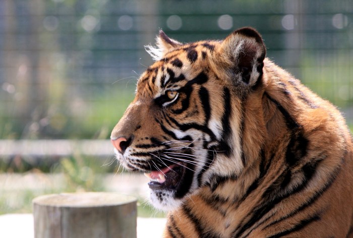 Tiger Free Stock Photo - Public Domain Pictures Tigers try keep cubs flexing their muscles again
