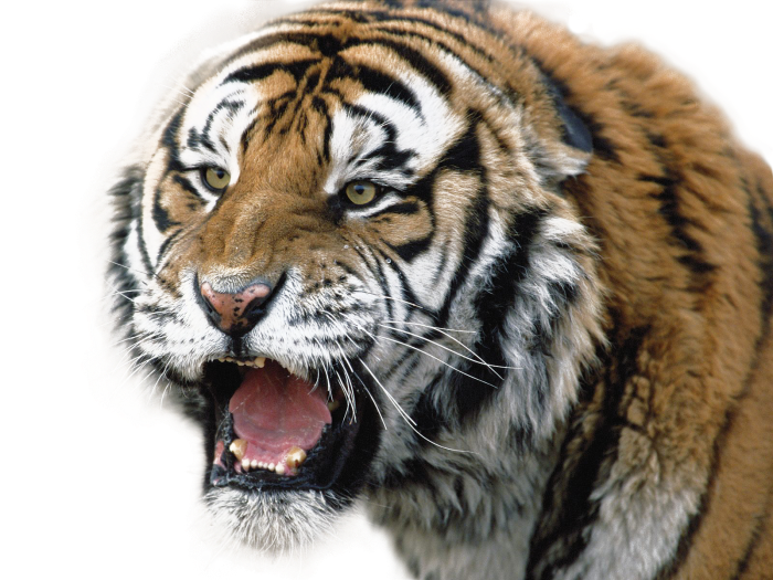 Tiger PNG Tigers casey mize looks beat white sox first time