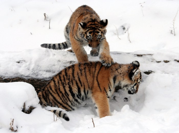 Tigers Free Stock Photo - Public Domain Pictures Tigers down cubs matchup central division leaders