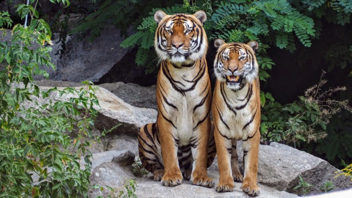 Tigers Free Stock Photo - Public Domain Pictures Tigers try keep cubs flexing their muscles again