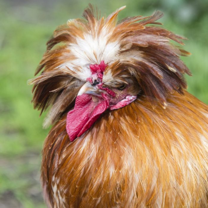 Polish Chickens - Polish Chicken Facts | ChickenCoopGuides.com Polish nationalist nawrocki expected win presidential vote news website onet