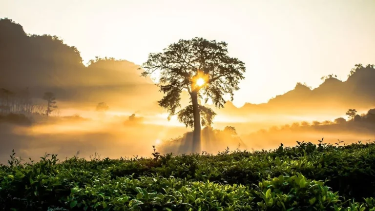 Arbor Day Foundation Celebrates 50 Years of Tree City USA with Launch of Global Million Trees Project to Combat Climate Crisis