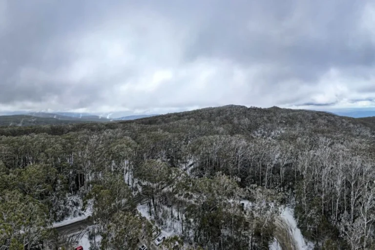 Australia Lists Alpine Ash Forests as Endangered Amid Escalating Climate and Bushfire Threats