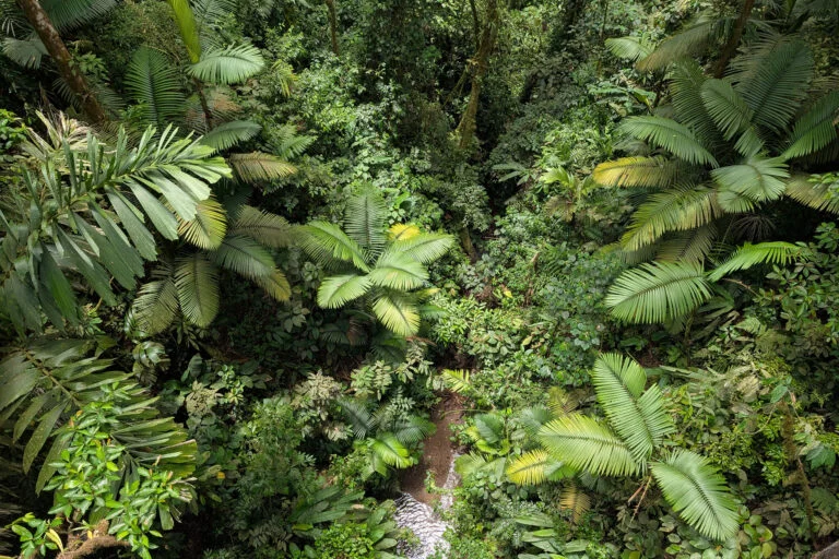 Bioacoustic Monitoring Reveals Successful Biodiversity Recovery in Costa Rica’s Naturally Regenerated Forests Under National Payment Schemes