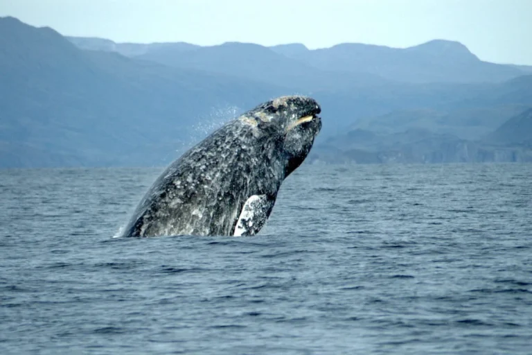 Climate Change and Maritime Traffic Drive Rising Gray Whale Mortality Rates in San Francisco Bay