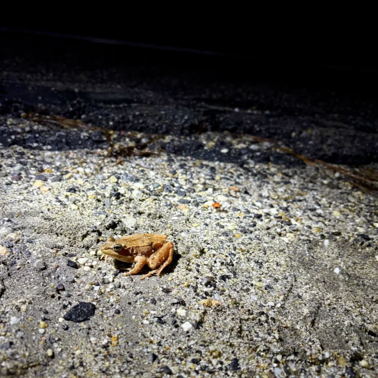 Guardians of the Big Night How Maine Citizen Scientists are Protecting Amphibian Migrations Amidst a Changing Climate