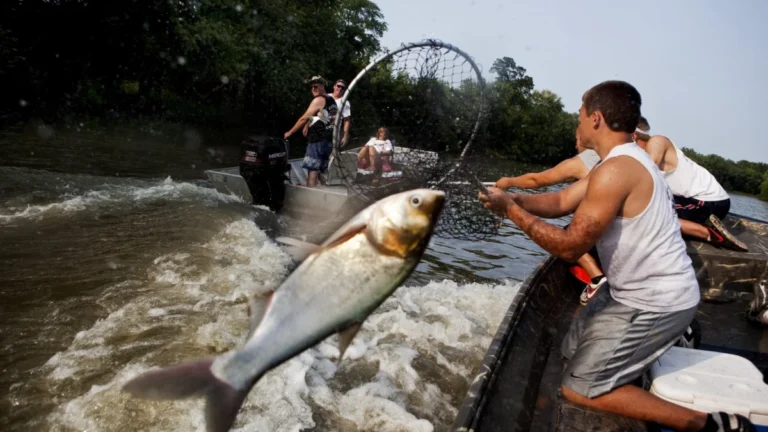 The Trump Administration Shifts Control of the Great Lakes Asian Carp Barrier Project from Illinois to Michigan Amid Growing Political Tension