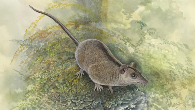 A Newly Identified Branch of the Marsupial Family Tree Adds a Surprising Twist to the History of Australia’s Most Distinctive Mammals