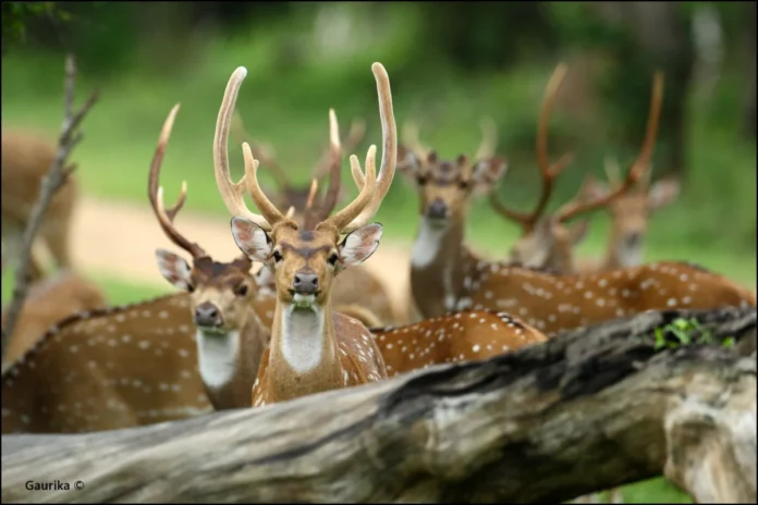 as-sri-lanka-braces-for-el-nino-national-parks-are-a-concern-amidst-encroachment
