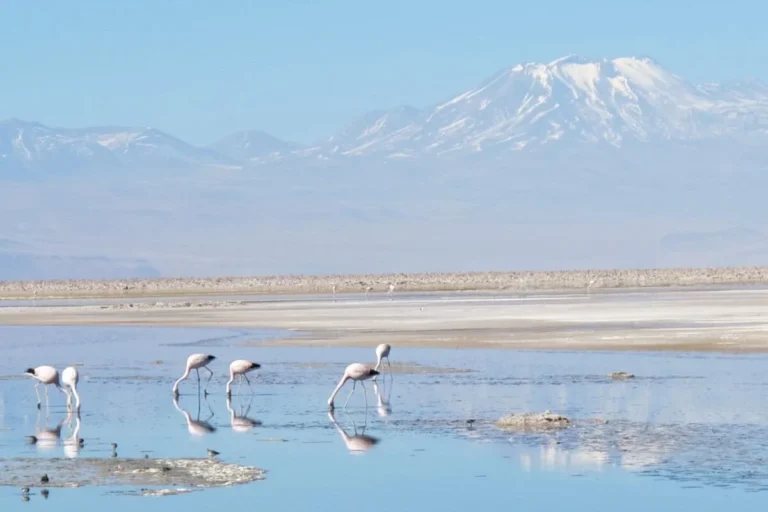 Can "fog harvesting" help solve water scarcity in Chile’s Atacama Desert?