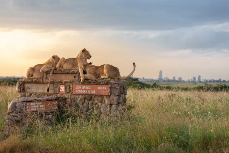 Conflict Mounts Over Nairobi National Park Redevelopment as Conservationists Allege Harassment During Court-Ordered Site Inspection
