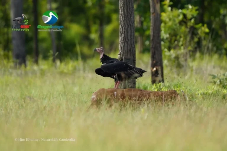Critically Endangered White-Rumped Vulture Returns to Cambodia’s Lomphat Wildlife Sanctuary Amid Escalating Industrial Threats