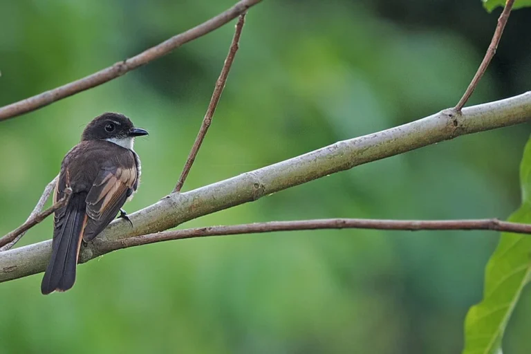 Discovery of the Cheerful Fantail Reveals Century-Long Taxonomic Oversight in Indonesias Remote Banda Sea Islands