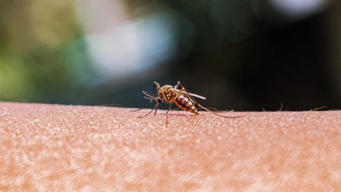 improved-mosquito-surveillance-critical-as-invasive-species-threaten-new-york-public-health