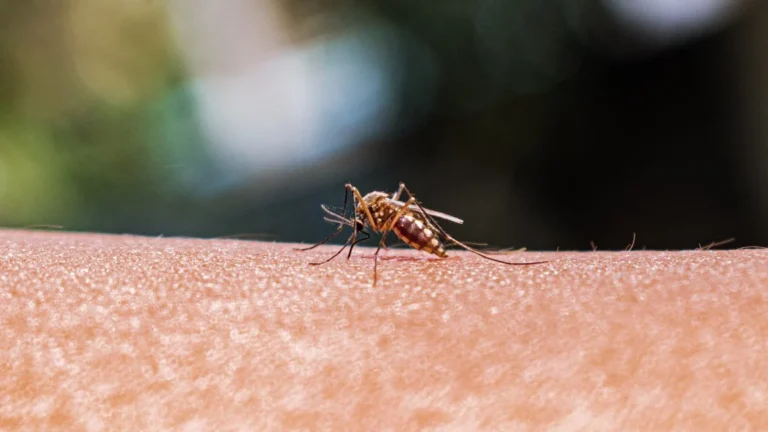 Improved Mosquito Surveillance Critical as Invasive Species Threaten New York Public Health