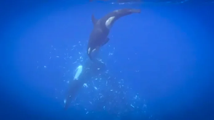 orcas-employ-novel-high-speed-ramming-technique-to-dismantle-sunfish