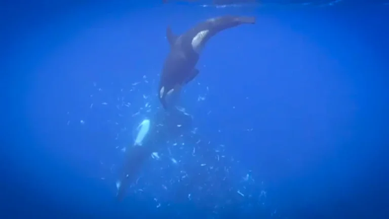 Orcas Employ Novel High-Speed Ramming Technique to Dismantle Sunfish