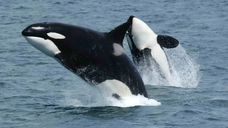 Orcas Master "Ram-to-Fragment" Hunting Technique on Giant Sunfish, Sparking New Insights into Cetacean Culture and Intelligence