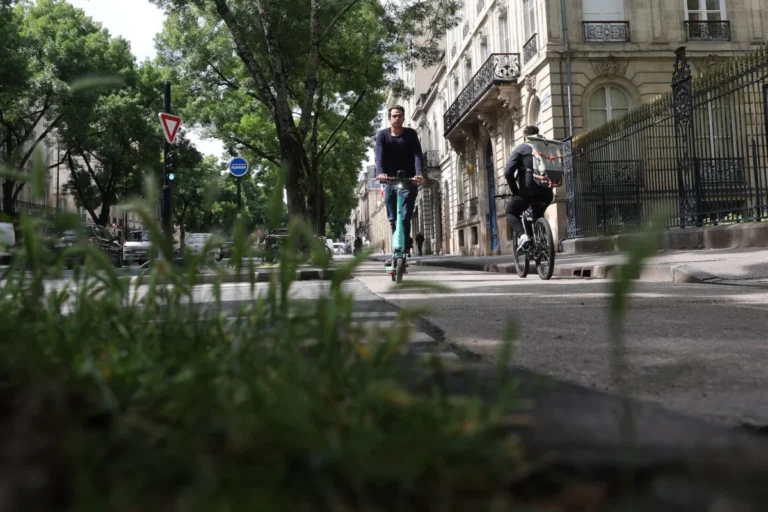 Urban Forests as Critical Infrastructure Why Scientists Are Demanding a Global Paradigm Shift in City Planning