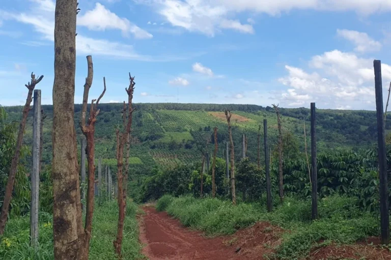 Vietnam’s Robusta Reckoning: Decades of Coffee-Driven Deforestation Threaten Future Production in Central Highlands