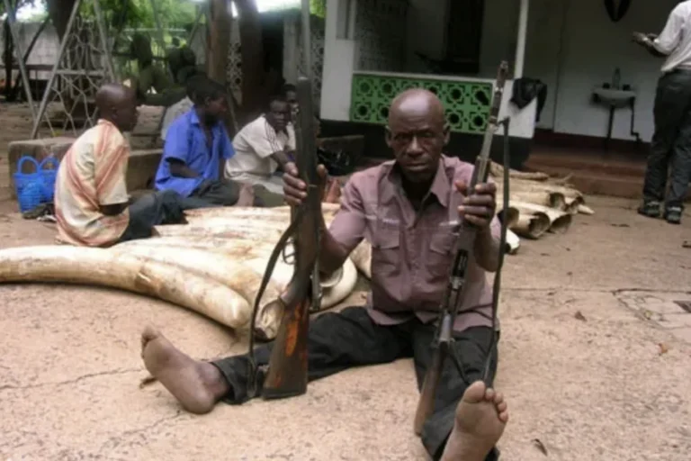 Beyond the Bars: Understanding the Socioeconomic Roots of Wildlife Crime in Zambia