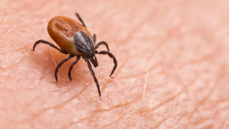 Discovery of Asian Longhorned Tick Nairovirus Sheds New Light on Unexplained Tick-Borne Illnesses in China