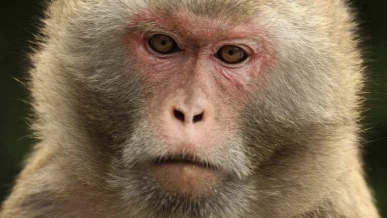FDA Finalizes Rule to Shift Regulatory Focus from Animal Testing to Human-Centric Research Methods